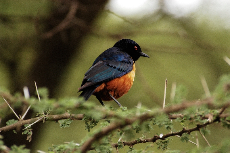 DSC_5183 best hildebrandt starling