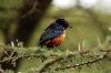 DSC_5183 best hildebrandt starling