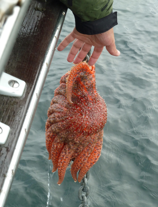 P1000841 starfish on anchor chain cr