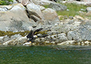 P1000781cr eagle off bonwick island rt cp